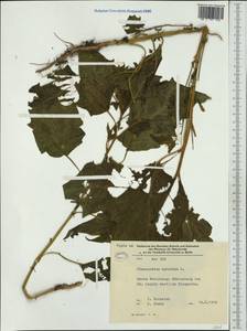 Chenopodiastrum hybridum (L.) S. Fuentes, Uotila & Borsch, Western Europe (EUR) (Germany)