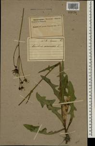Sonchus arvensis L., Eastern Europe, Northern region (E1) (Russia)