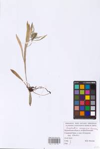 Omalotheca norvegica (Gunnerus) Sch. Bip. & F. W. Schultz, Eastern Europe, Northern region (E1) (Russia)