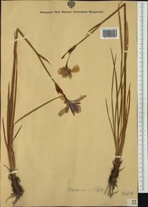 Iris sibirica L., Western Europe (EUR) (Slovenia)