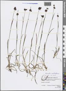 Luzula multiflora (Ehrh.) Lej., Siberia, Chukotka & Kamchatka (S7) (Russia)