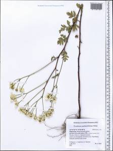 Tanacetum partheniifolium (Willd.) Sch. Bip., Middle Asia, Western Tian Shan & Karatau (M3) (Kyrgyzstan)