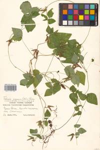 Amphicarpaea edgeworthii Benth., Siberia, Russian Far East (S6) (Russia)