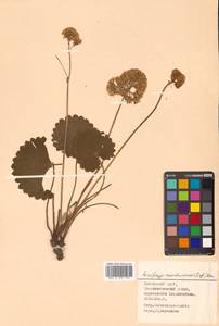 Micranthes manchuriensis (Engl.) Gornall & H. Ohba, Siberia, Russian Far East (S6) (Russia)