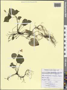 Viola reichenbachiana Jord. ex Boreau, Caucasus, Krasnodar Krai & Adygea (K1a) (Russia)