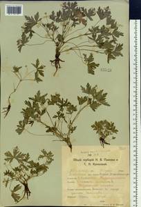 Geranium sibiricum L., Siberia, Western Siberia (S1) (Russia)