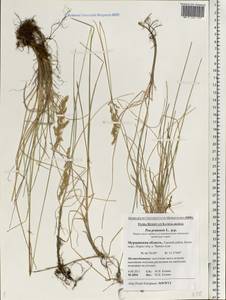 Poa pratensis L., Eastern Europe, Northern region (E1) (Russia)