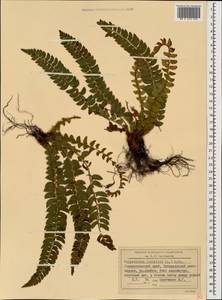 Polystichum lonchitis (L.) Roth, Caucasus, Stavropol Krai, Karachay-Cherkessia & Kabardino-Balkaria (K1b) (Russia)