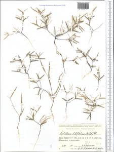 Leptaleum filifolium (Willd.) DC., Middle Asia, Syr-Darian deserts & Kyzylkum (M7) (Kazakhstan)