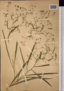 Bupleurum scorzonerifolium Willd., Siberia, Baikal & Transbaikal region (S4) (Russia)