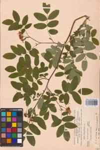 Rosa pendulina L., Eastern Europe, West Ukrainian region (E13) (Ukraine)