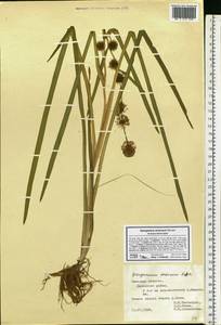 Sparganium emersum Rehmann, Eastern Europe, Central forest-and-steppe region (E6) (Russia)