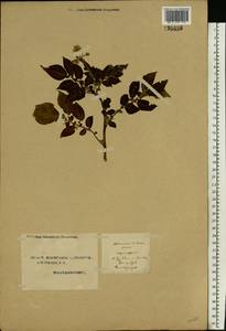Solanum tuberosum L., Eastern Europe, Northern region (E1) (Russia)
