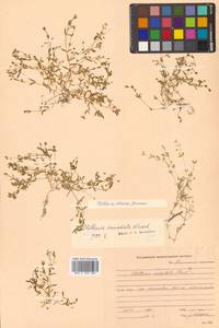 Stellaria alsine subsp. alsine, Siberia, Russian Far East (S6) (Russia)