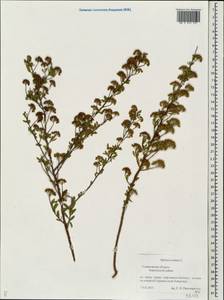 Spiraea crenata L., Eastern Europe, Middle Volga region (E8) (Russia)