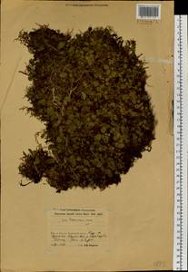 Salix turczaninowii Laksch., Siberia, Baikal & Transbaikal region (S4) (Russia)