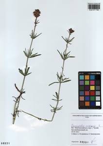 Dracocephalum ruyschiana L., Siberia, Altai & Sayany Mountains (S2) (Russia)