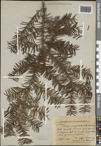 Taxus cuspidata Siebold & Zucc., Siberia, Russian Far East (S6) (Russia)