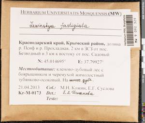 Lewinskya fastigiata (Bruch ex Brid.) Vigalondo, F. Lara & Garilleti, Bryophytes, Bryophytes - North Caucasus & Ciscaucasia (B12) (Russia)