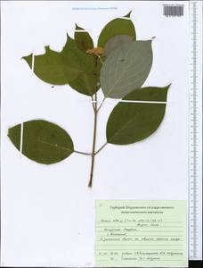 Cornus alba L., Eastern Europe, Middle Volga region (E8) (Russia)
