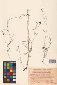 Campanula rotundifolia L., Eastern Europe, Moscow region (E4a) (Russia)