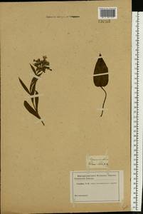 Pulmonaria obscura Dumort., Eastern Europe, Middle Volga region (E8) (Russia)