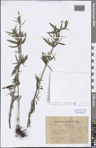 Dracocephalum ruyschiana L., Eastern Europe, Central forest-and-steppe region (E6) (Russia)