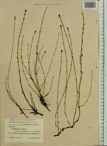 Equisetum variegatum Schleich., Eastern Europe, Latvia (E2b) (Latvia)