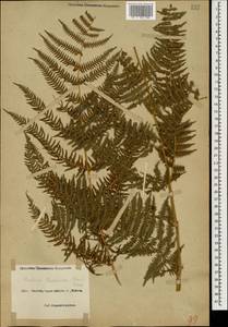 Pteridium aquilinum subsp. aquilinum, Caucasus, Stavropol Krai, Karachay-Cherkessia & Kabardino-Balkaria (K1b) (Russia)