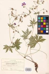 Geranium pratense L., Eastern Europe, Moscow region (E4a) (Russia)