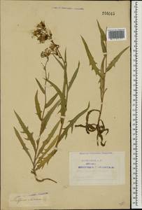 Lactuca sibirica (L.) Benth. ex Maxim., Eastern Europe, Northern region (E1) (Russia)