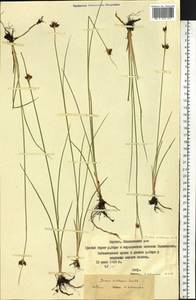 Juncus castaneus Sm., Siberia, Yakutia (S5) (Russia)