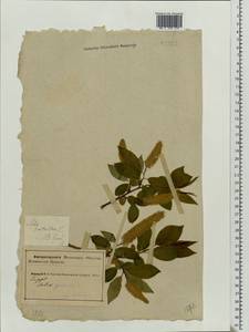Salix pentandra L., Eastern Europe, Northern region (E1) (Russia)