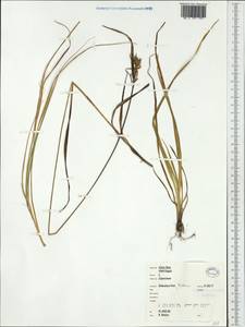 Carex flava L., Western Europe (EUR) (Germany)
