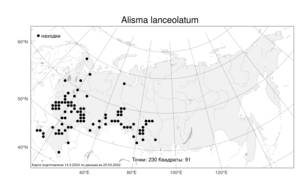 Alisma lanceolatum With., Atlas of the Russian Flora (FLORUS) (Russia)
