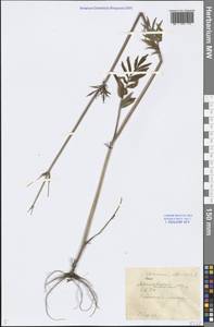 Valeriana officinalis L., Eastern Europe, Central forest region (E5) (Russia)