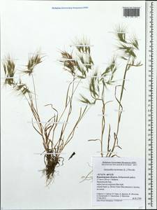 Bromus tectorum L., Eastern Europe, Central forest-and-steppe region (E6) (Russia)