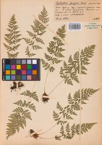 Cystopteris fragilis (L.) Bernh., Eastern Europe, Western region (E3) (Russia)