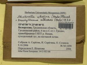 Abietinella abietina (Hedw.) M. Fleisch., Bryophytes, Bryophytes - Belarus (B2) (Belarus)