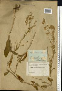 Lepidium latifolium L., Eastern Europe, South Ukrainian region (E12) (Ukraine)