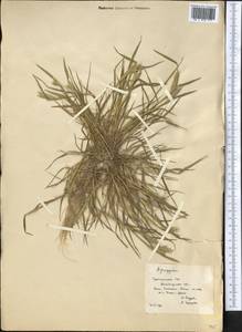 Agropyron, Middle Asia, Karakum (M6) (Turkmenistan)