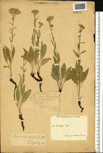 Saussurea amara (L.) DC., Eastern Europe, Eastern region (E10) (Russia)