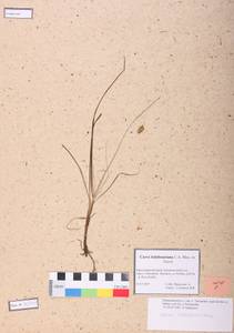 Carex ledebouriana C.A.Mey. ex Trevir., Siberia, Altai & Sayany Mountains (S2) (Russia)