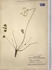 Pimpinella saxifraga L., Siberia, Western Siberia (S1) (Russia)