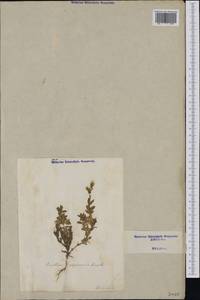 Cerastium alpinum L., Western Europe (EUR) (Italy)
