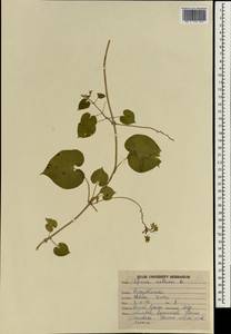 Pergularia daemia subsp. daemia, South Asia, South Asia (Asia outside ex-Soviet states and Mongolia) (ASIA) (India)