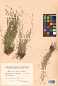 Carex onoei Franch. & Sav., Siberia, Russian Far East (S6) (Russia)