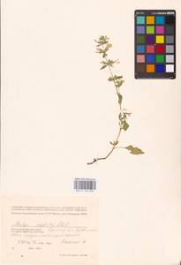 MHA 0 154 830, Stachys annua (L.) L., Eastern Europe, South Ukrainian region (E12) (Ukraine)