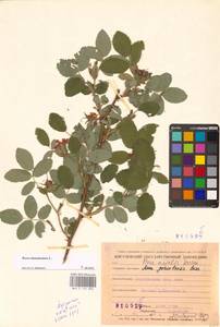 Rosa majalis Herrm., Eastern Europe, Middle Volga region (E8) (Russia)