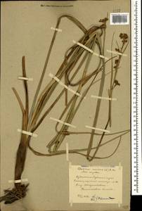 Cladium mariscus (L.) Pohl, Caucasus, Stavropol Krai, Karachay-Cherkessia & Kabardino-Balkaria (K1b) (Russia)